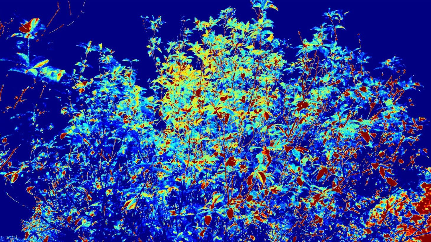 Real NDVI false-color output — vigor differences across the foliage.