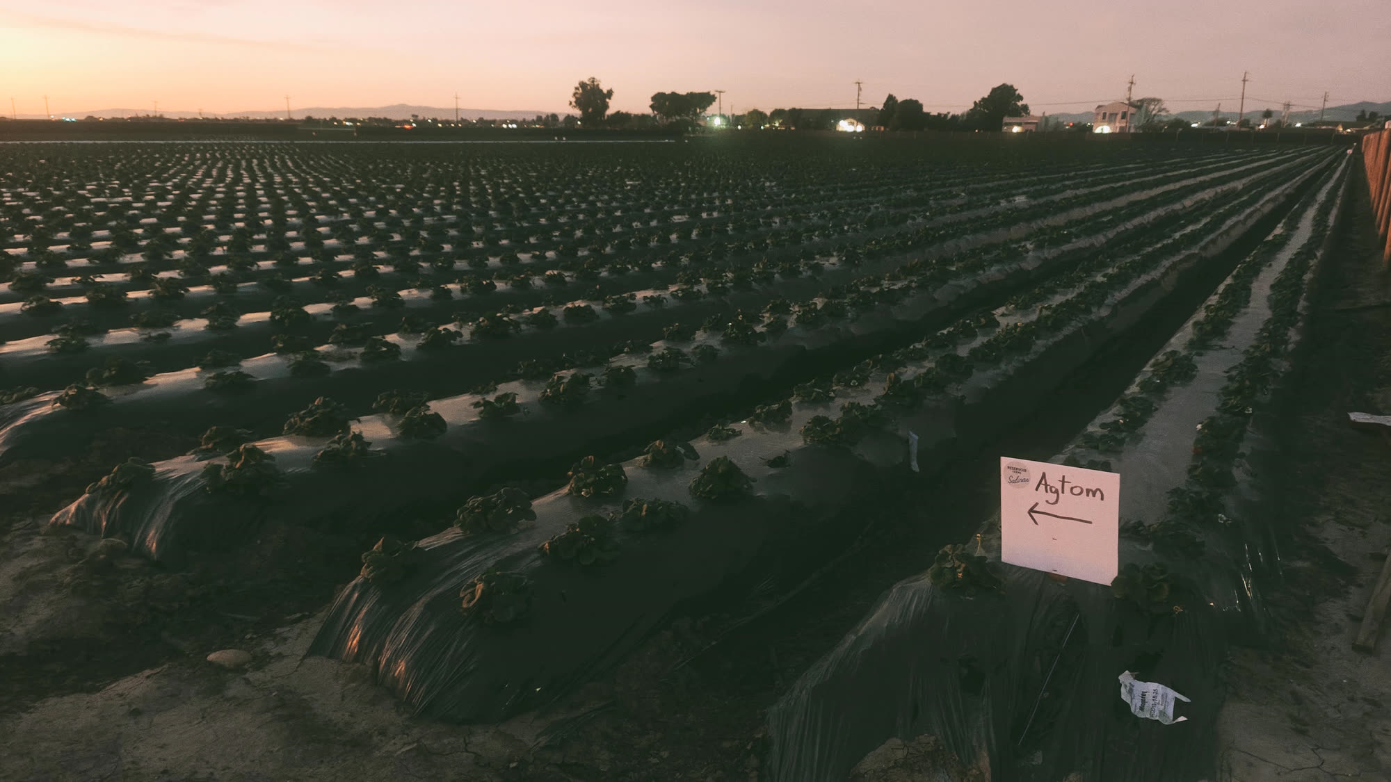 Strawberry beds under black mulch running to the horizon at dusk, with a hand-lettered Reservoir Farms sign pointing down the row to Agtom's block.