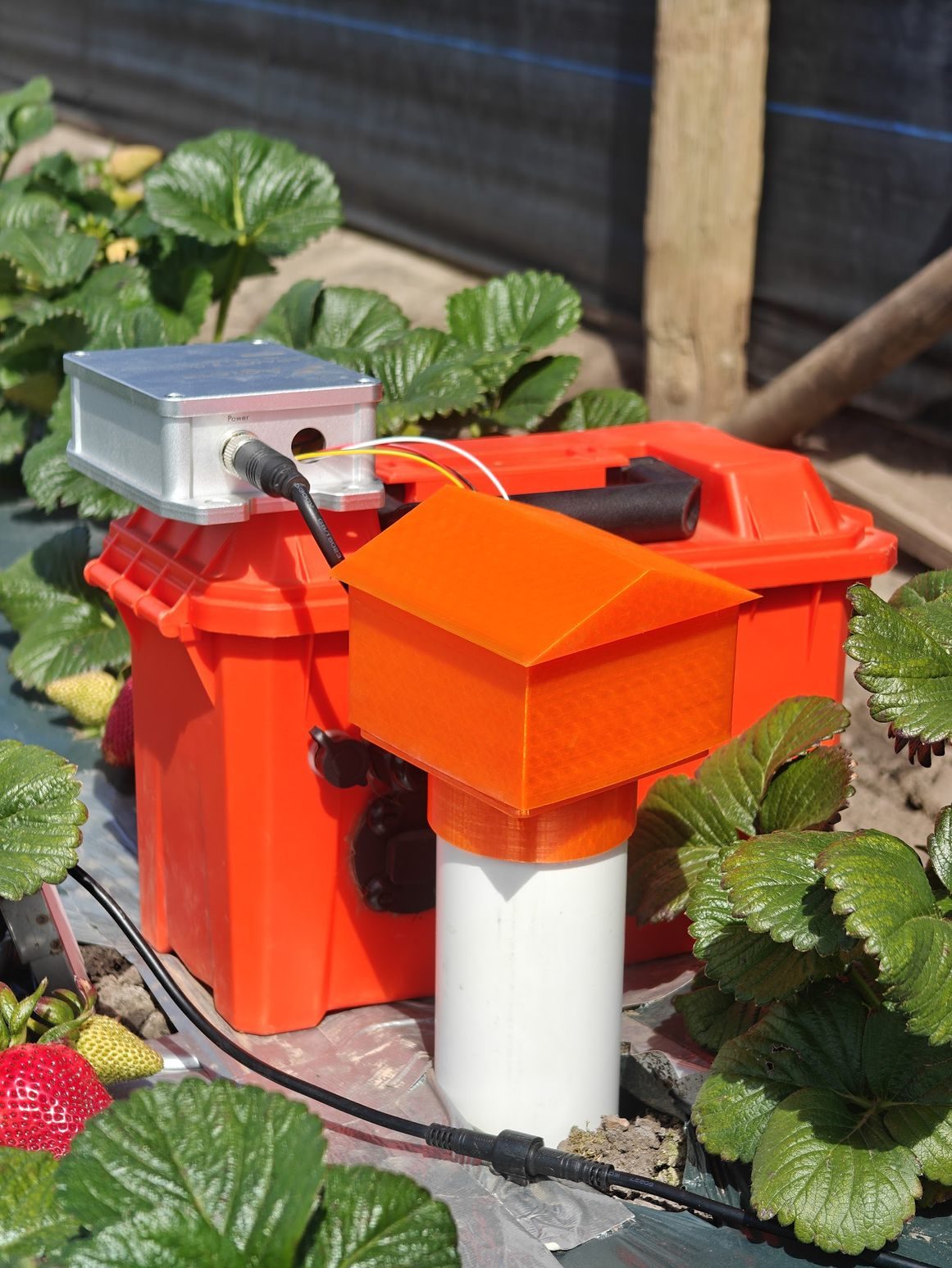 The soil-surface gas node at the bed, among strawberry plants.