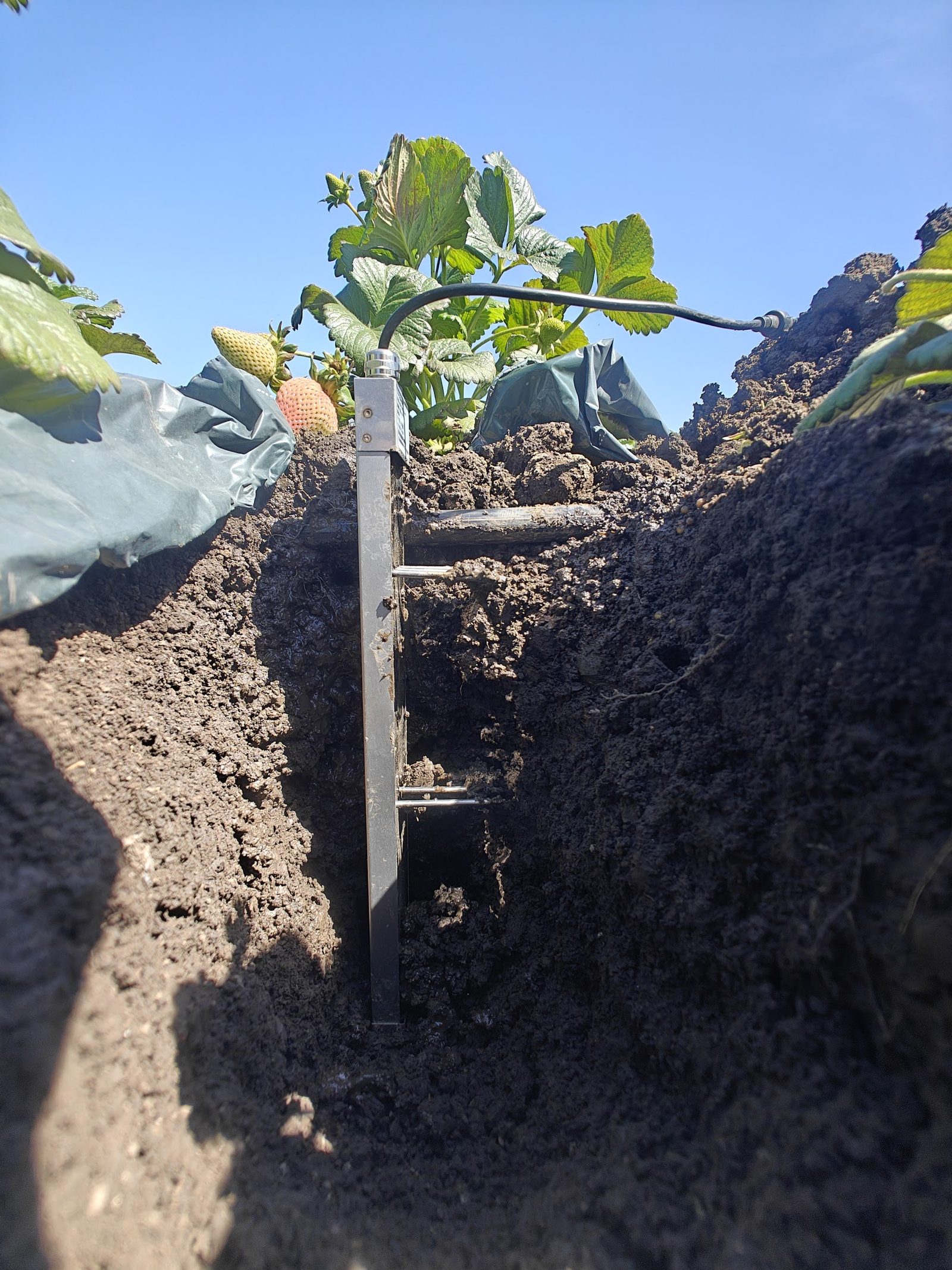 The multi-depth soil probe standing in an open trench beside a strawberry plant.