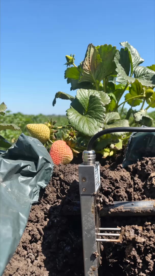 The multi-depth soil probe in the bed at Reservoir Farms — readings at 5, 15 and 25 cm.